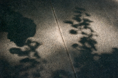 Sidewalk Shadows