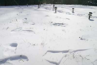 Broken Snow, Jenkintown