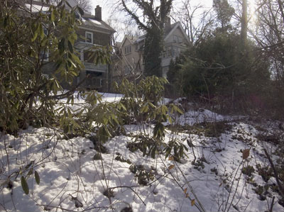 Rhodadendron in Snow